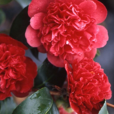 Camélia "Takanini" - Petites fleurs doubles rouge foncé - Très rares les plantes d'hiver et magnifique, surtout de Nov à Mars ! 5 mois